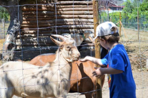 Casa Das Palmeiras-Pedagogic Farm